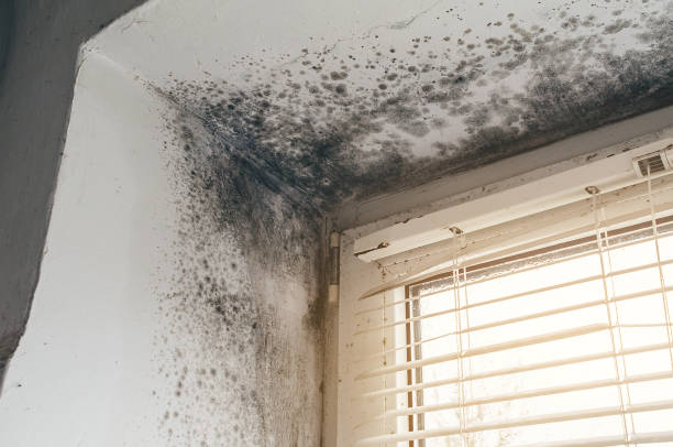 Affordable Basement Mold Removal solutions in Union City, MI